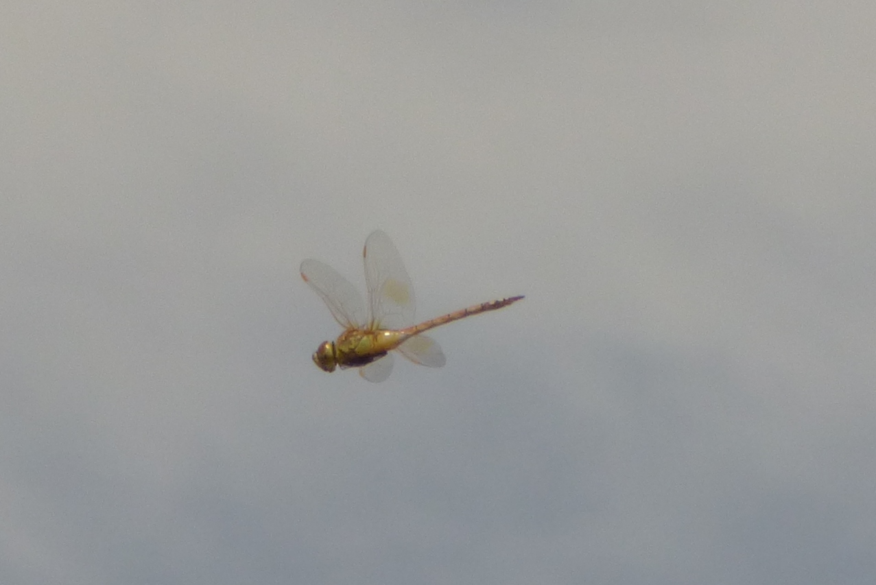 Odonata sp.: Anax ephippiger